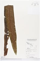 臺灣山蘇花藏品圖，第1張