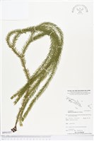 登錄號:BP01537藏品圖，第1張