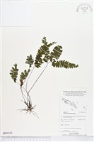 長尾鐵線蕨藏品圖，第1張