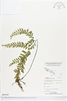 登錄號:BP01540藏品圖，第1張