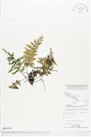 南洋假脈蕨藏品圖，第1張