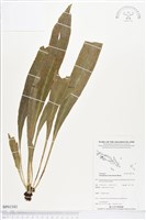 登錄號:BP01543藏品圖，第1張