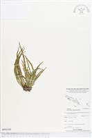 登錄號:BP01545藏品圖，第1張