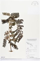 登錄號:BP01547藏品圖，第1張