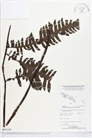 登錄號:BP01548藏品圖，第1張