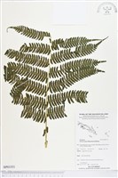 登錄號:BP01551藏品圖，第1張