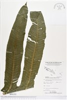 登錄號:BP01552藏品圖，第1張