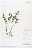 單邊鐵角蕨藏品圖，第1張