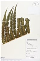 登錄號:BP01555藏品圖，第1張