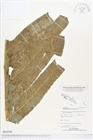 登錄號:BP01556藏品圖，第1張