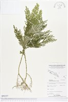 登錄號:BP01557藏品圖，第1張