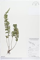 登錄號:BP01561藏品圖，第1張