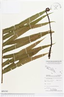 登錄號:BP01562藏品圖，第1張