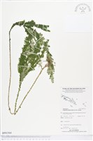 登錄號:BP01564藏品圖，第1張