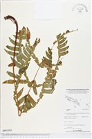 登錄號:BP01565藏品圖，第1張