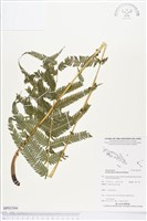 登錄號:BP01566藏品圖，第1張
