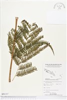 登錄號:BP01567藏品圖，第1張