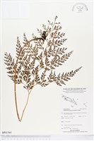 登錄號:BP01568藏品圖，第1張