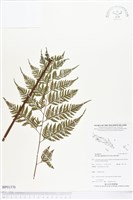 登錄號:BP01570藏品圖，第1張
