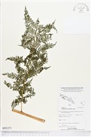 登錄號:BP01571藏品圖，第1張