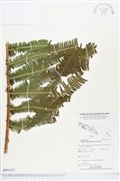 登錄號:BP01572藏品圖，第1張