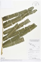 登錄號:BP01573藏品圖，第1張