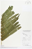 登錄號:BP01574藏品圖，第1張