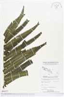 登錄號:BP01575藏品圖，第1張