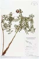 登錄號:BP01579藏品圖，第1張