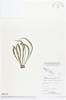 劍葉書帶蕨藏品圖，第1張