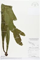 登錄號:BP01581藏品圖，第1張