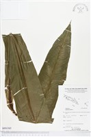 臺灣山蘇花藏品圖，第1張