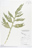 登錄號:BP01588藏品圖，第1張