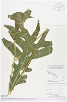 登錄號:BP01589藏品圖，第1張