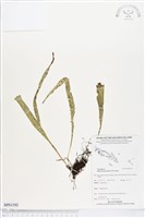 尖嘴蕨藏品圖，第1張