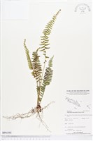 登錄號:BP01593藏品圖，第1張