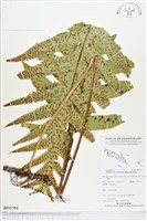 登錄號:BP01594藏品圖，第1張