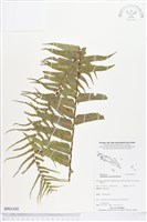 登錄號:BP01595藏品圖，第1張