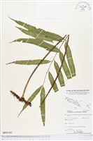 棱脈蕨藏品圖，第1張