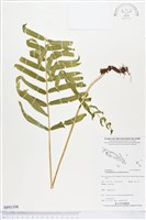 登錄號:BP01598藏品圖，第1張