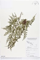 登錄號:BP01599藏品圖，第1張