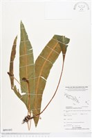 登錄號:BP01602藏品圖，第1張