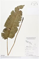 登錄號:BP01603藏品圖，第1張