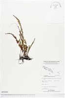 登錄號:BP01604藏品圖，第1張