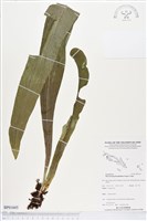 登錄號:BP01605藏品圖，第1張