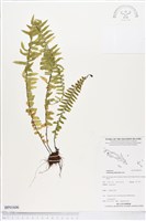 登錄號:BP01606藏品圖，第1張