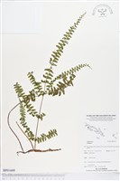 登錄號:BP01609藏品圖，第1張