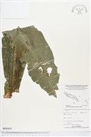 登錄號:BP01610藏品圖，第1張