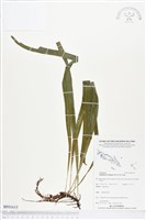 登錄號:BP01615藏品圖，第1張