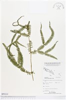 登錄號:BP01616藏品圖，第1張